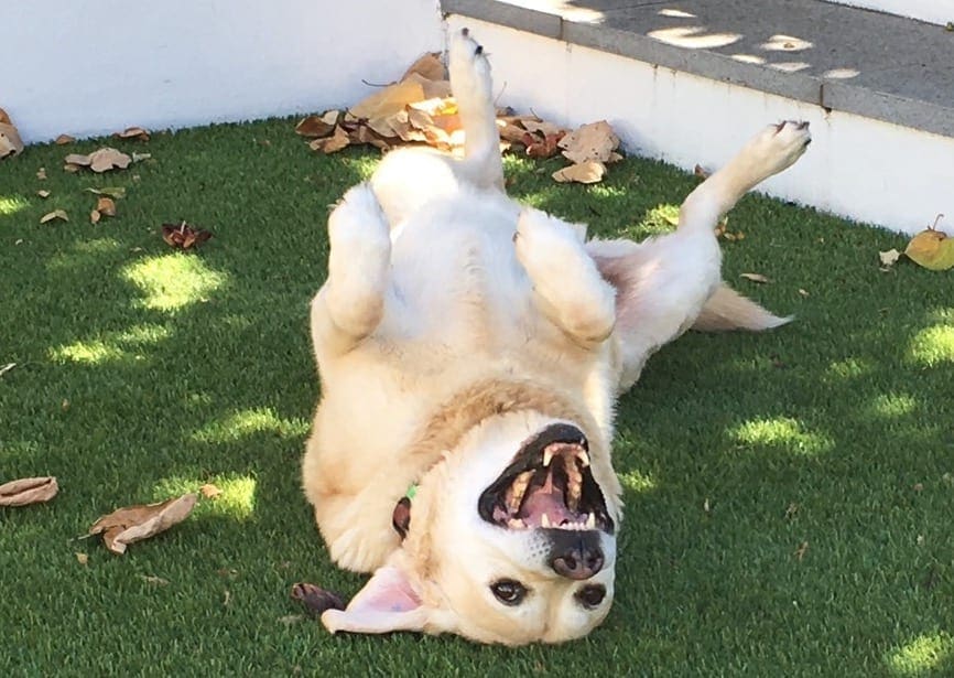 Seeing eye dog Charlie rolling on grass